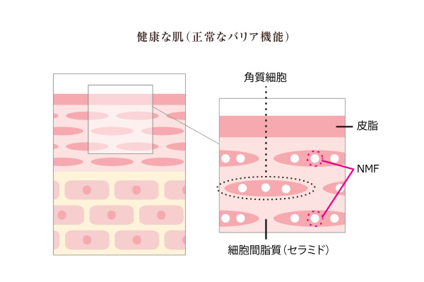 健康な肌（正常なバリア機能）